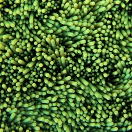 210313_MardiniDay13_Grass_Final_webp